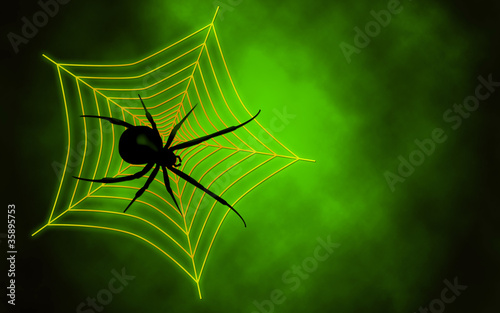 Spider web with big spider