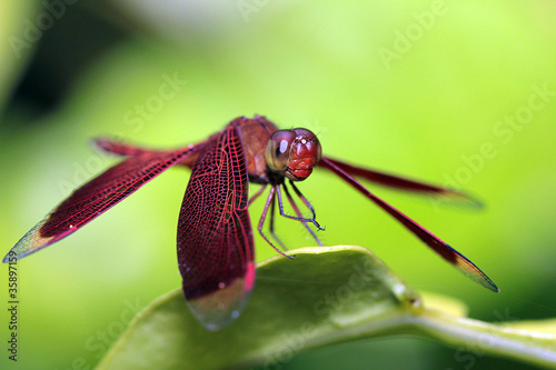 Libellule posée sur une feuille photo