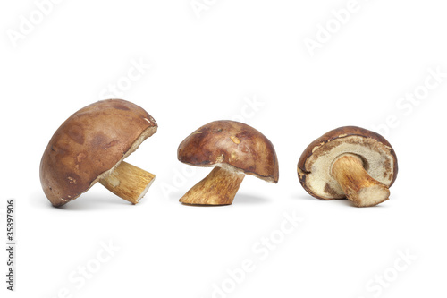 Fresh Bay Bolete mushrooms