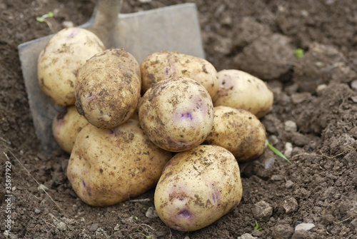 Pile of freshly harvested potatoes with Spade.