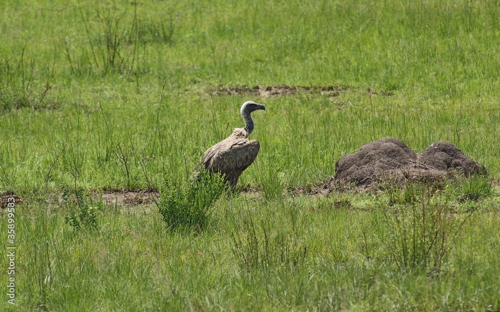 White-backed Vulture in grassy ambiance White-backed Vulture in grassy ambiance