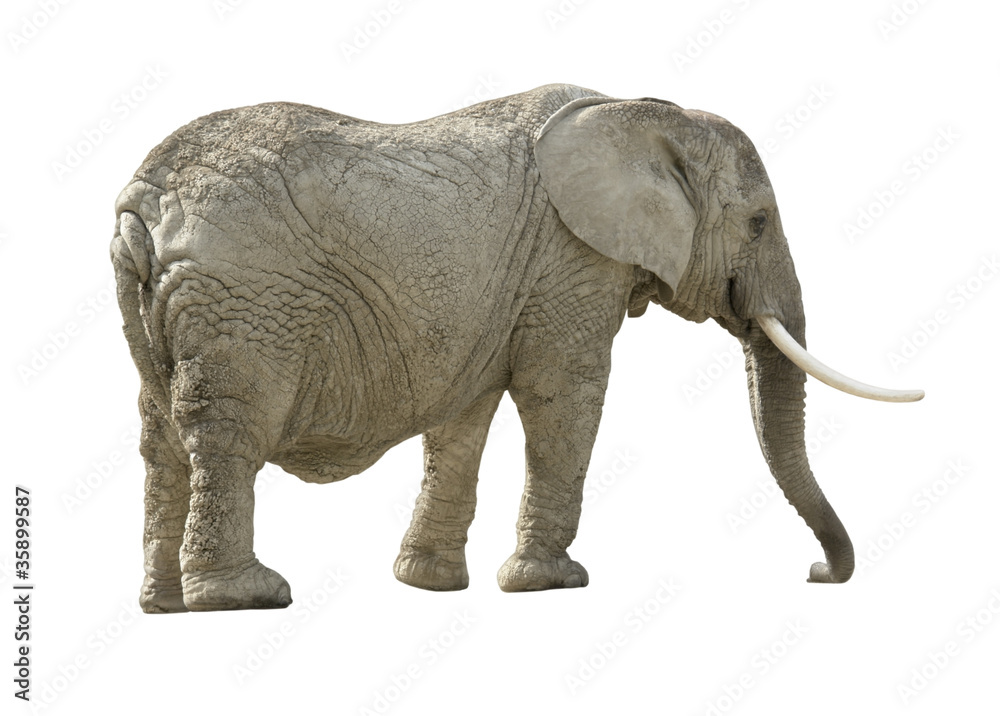 Obraz premium african elephant