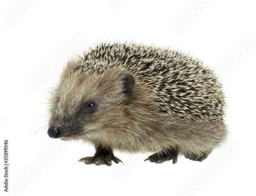 young hedgehog in white back