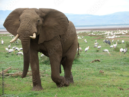 Elephant and birds in Africa