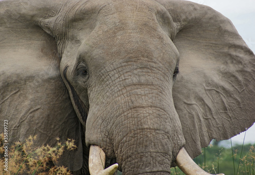 detail of a Elephant