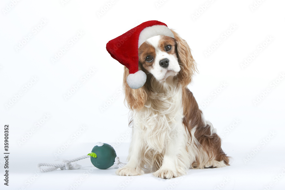 chien avec le bonnet de Père Noël et son cadeau Photos | Adobe Stock