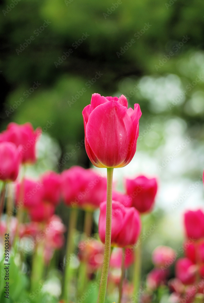 blossoming tulips in park , barcelona, spain blossoming tulips in park , barcelona, spain