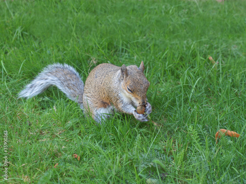 Squirrel photo