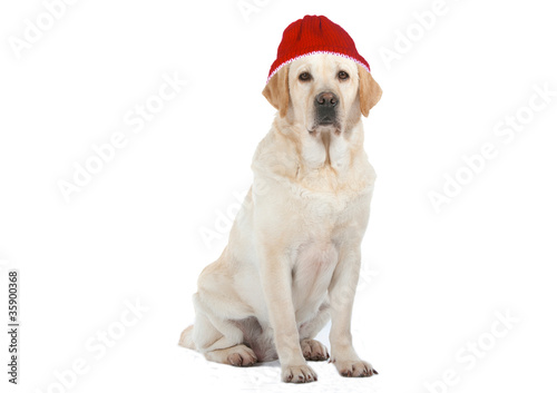 labrador triste avec son bonnet rouge © CallallooAlexis
