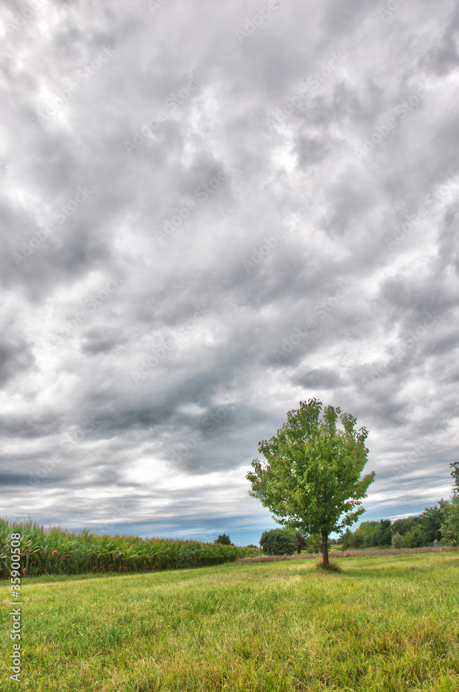 Obraz premium Corn Field and Tree