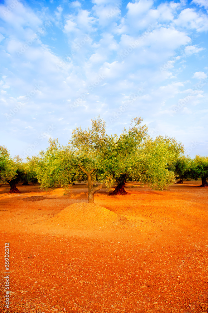Fototapeta premium olive tree fields in red soil in Spain