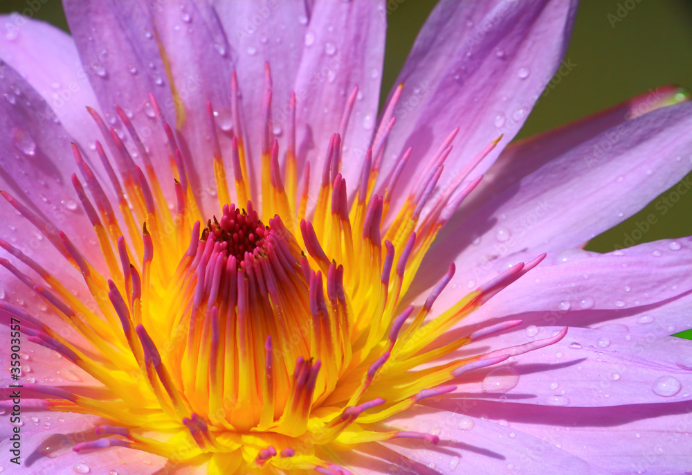 Close up purple lotus Close up purple lotus