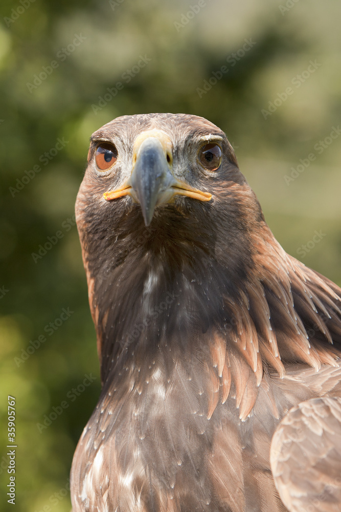 Steinadler Steinadler