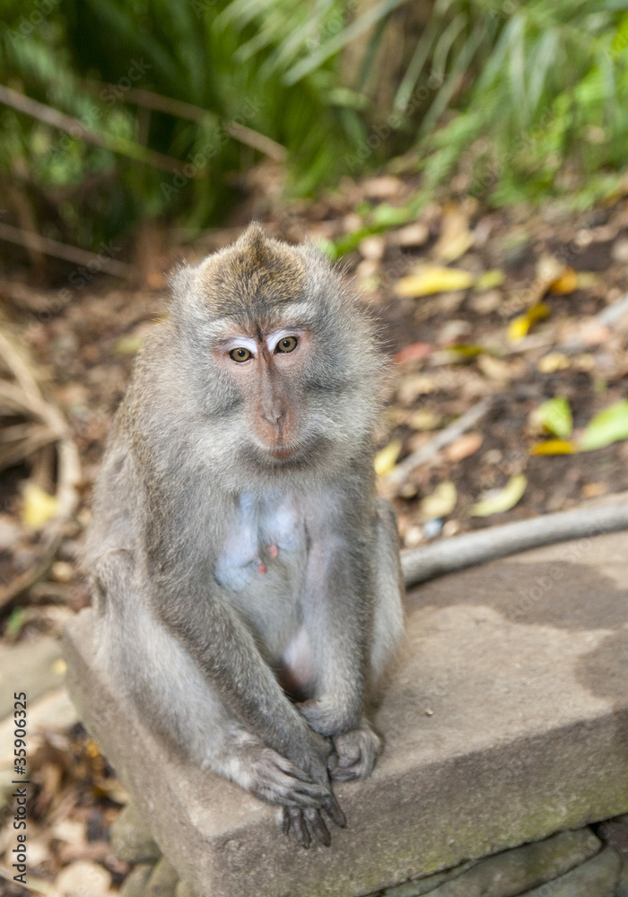 Fototapeta premium Monkey