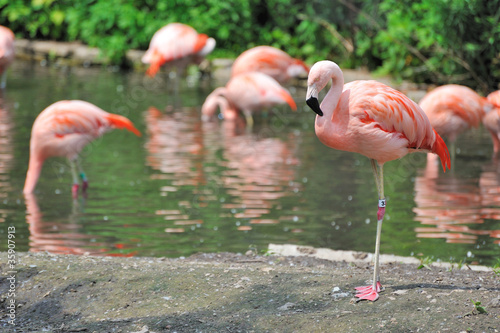 Flamingos at Lincoln Park Zoo