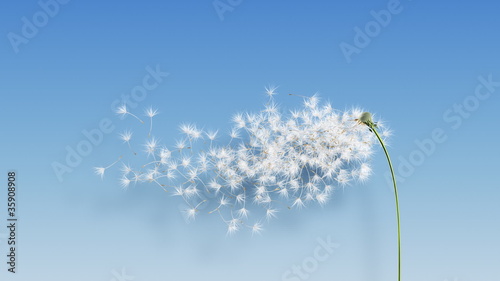 Dandelion Blue Shadow (with Matte) photo