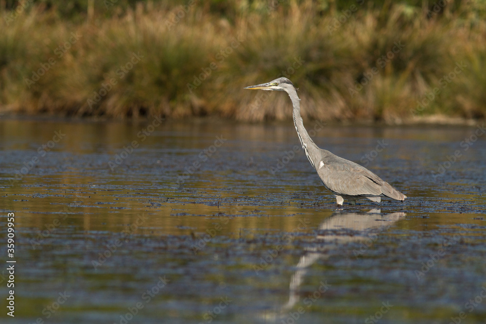 Naklejka premium heron cendré