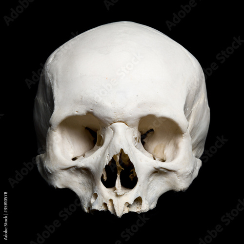 Upper half of the real human Skull