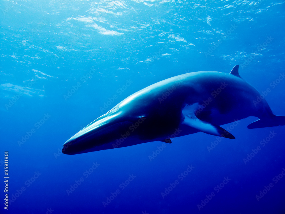 Obraz premium Minke Whale