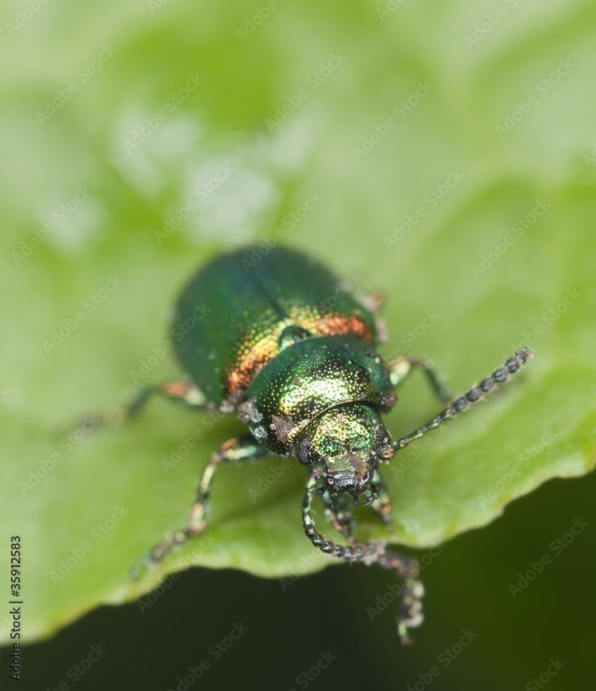 Green dock beetle, Gastrophysa viridula Green dock beetle, Gastrophysa viridula