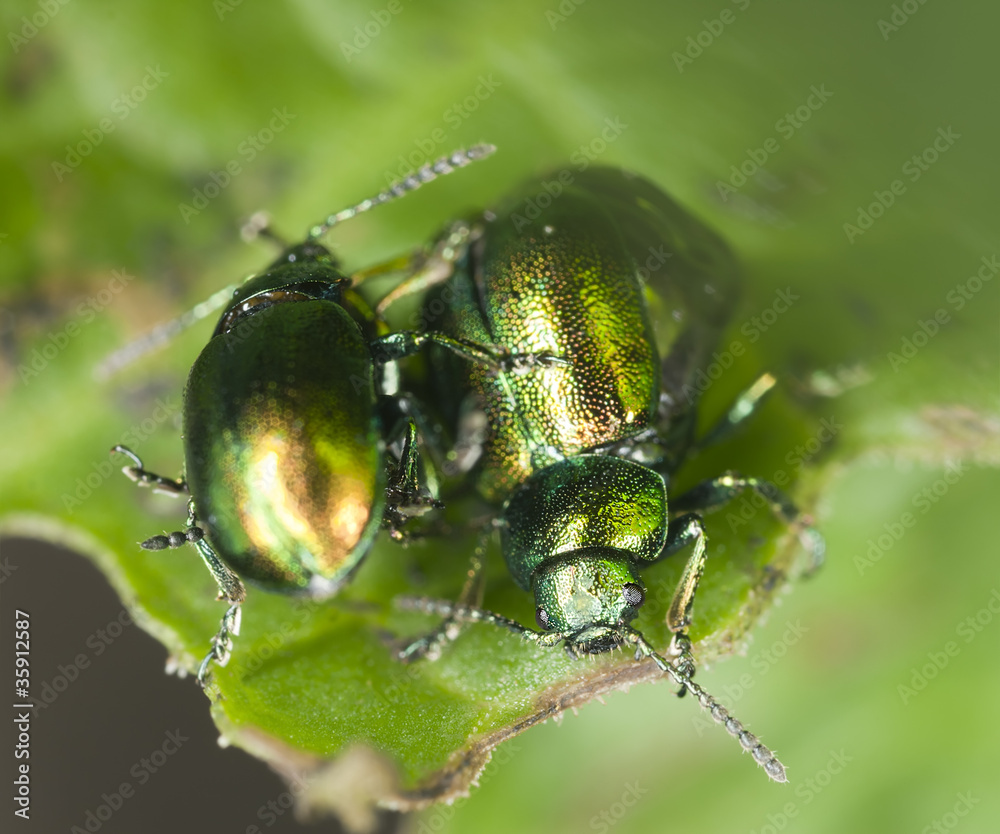 Mating Green dock beetles, Gastrophysa viridula Mating Green dock beetles, Gastrophysa viridula