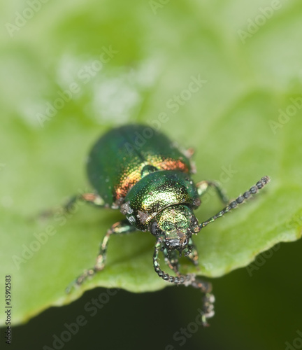Green dock beetle, Gastrophysa viridula © Henrik Larsson