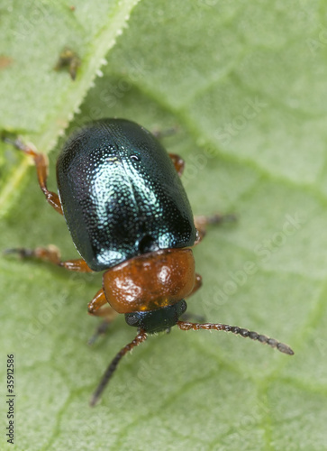 Gastrophysa polygoni photo