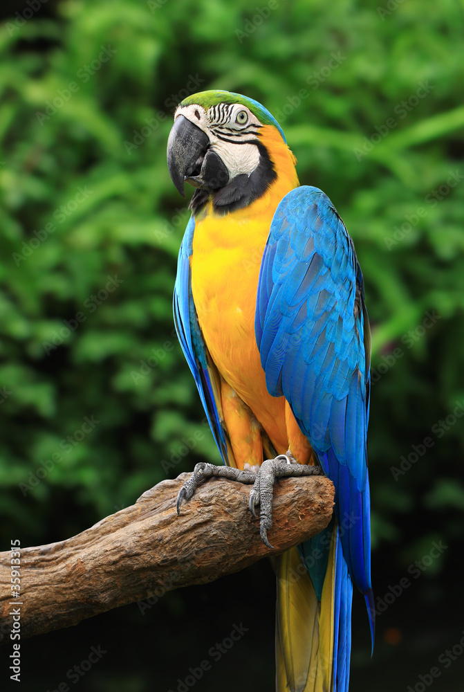 Parrot sitting on a tree background