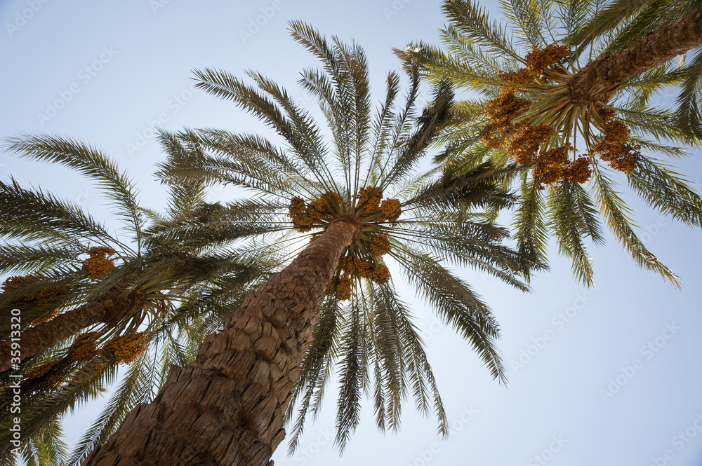 Fototapeta premium Date palm trees