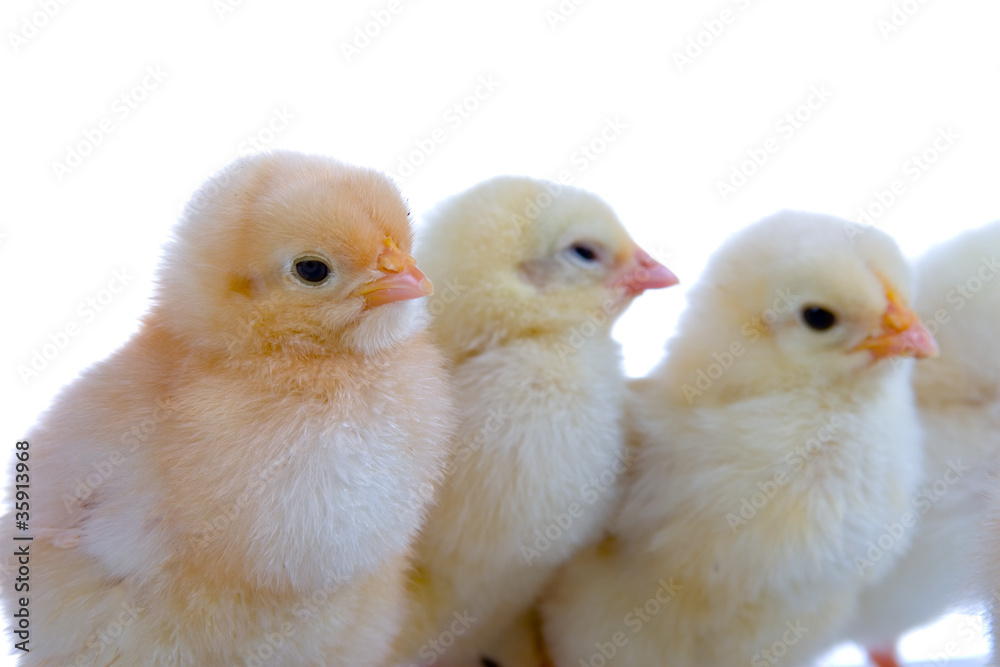 Naklejka premium Chickens