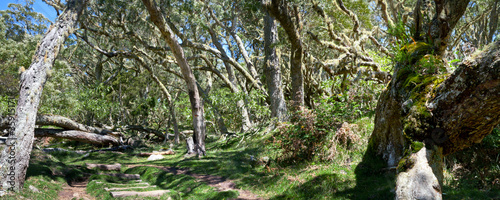 Forêt de Tamarins des Hauts - Mafate - Réunion #35915171
