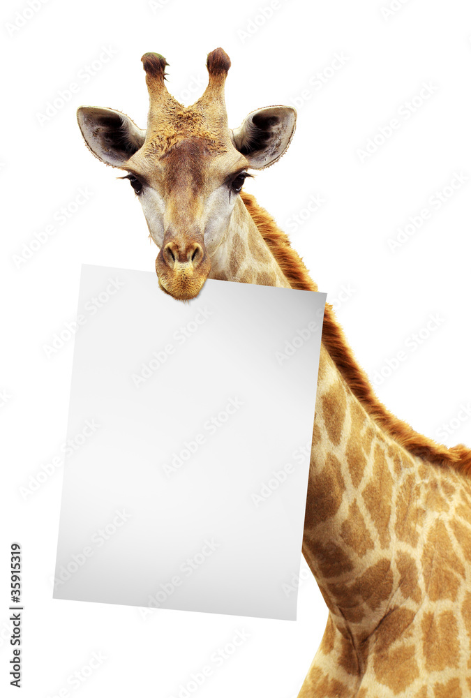 Naklejka premium White Paper on the brink of a giraffe