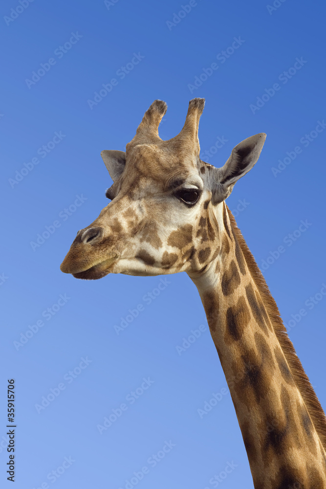 Giraffe Giraffe