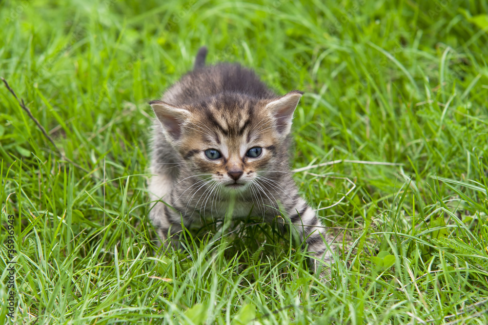tabby in the grass tabby in the grass