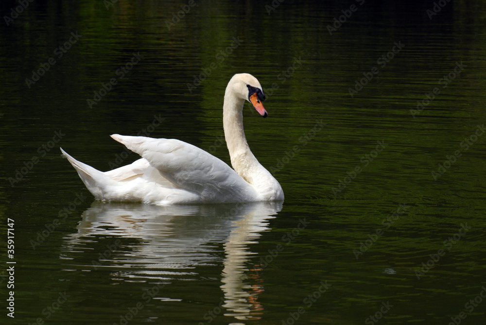 White Swan White Swan