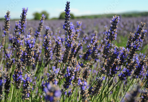 lavender field in Provence