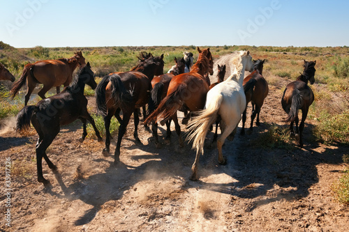 Fototapeta Naklejka Na Ścianę i Meble -  Runaway horses