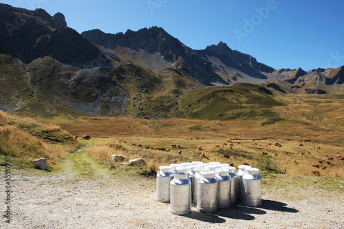 Milchkühe in den französischen Alpen