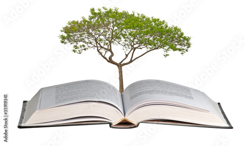 tree growing from open book