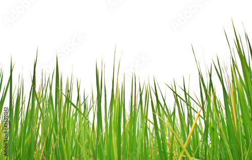 Tropical grass