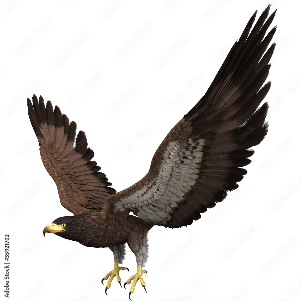 Obraz premium eagle illustration