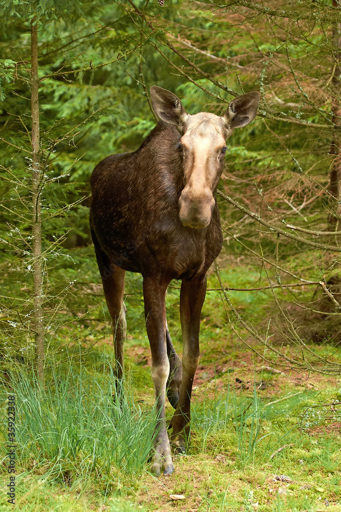 Eurasian elk (Alces alces)