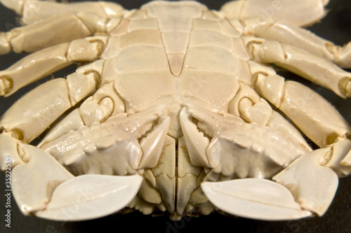 detail of a moon crab
