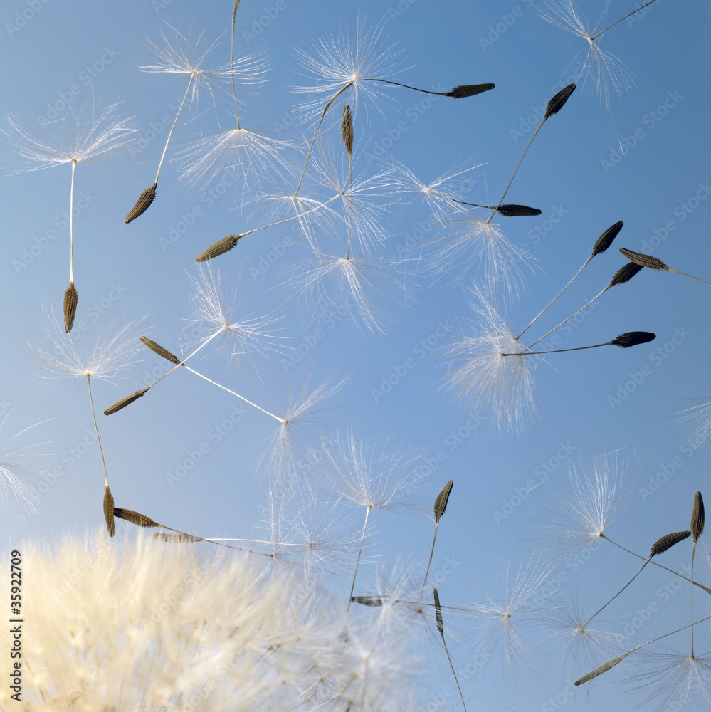 Fototapeta premium flying dandelion seeds in blue back