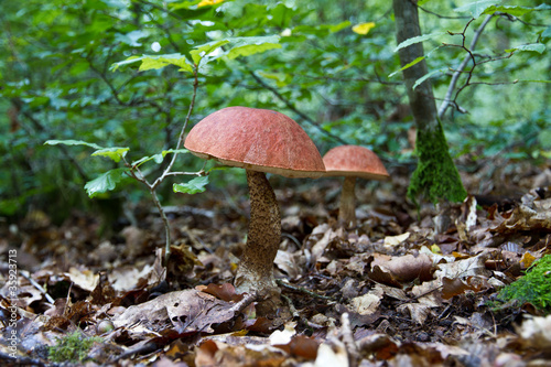 pair of Leccinum aurantiacum mushrooms