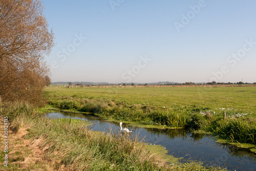 Pevensey Marshes, swan swimming up dyke photo