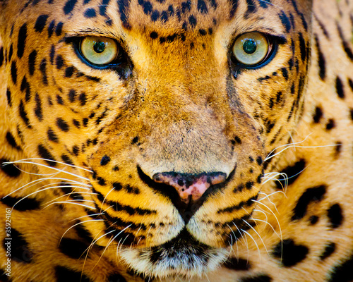 Close up portrait of leopard with intense eyes