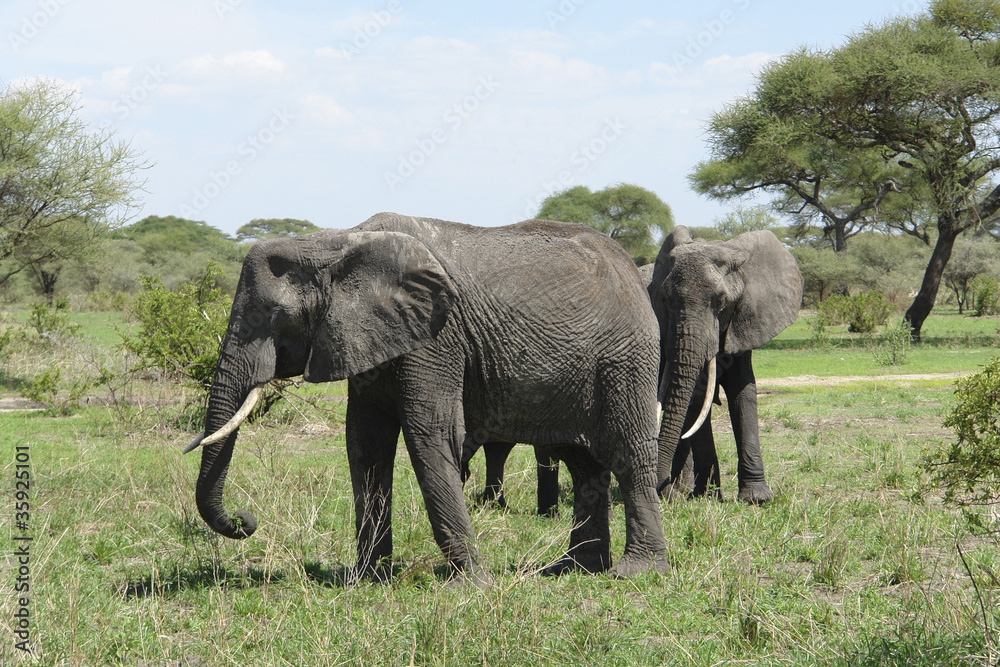 savannah scenery with Elephants in Africa