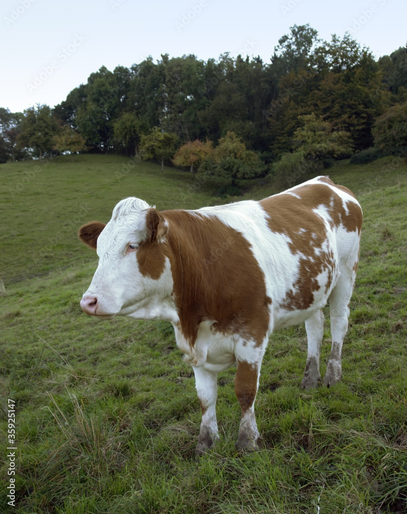 brown and white skewbald cow out at feed brown and white skewbald cow out at feed