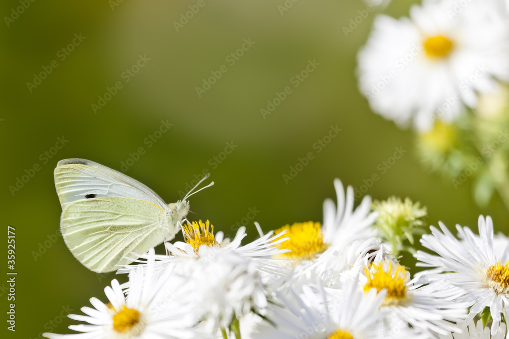 butterfly butterfly